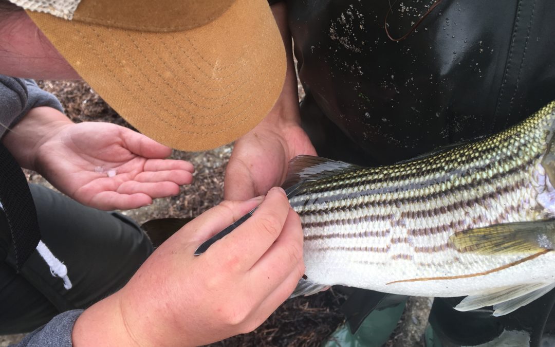 Characterization of the habitat and presence of juvenile Striped Bass (Morone saxatilis) along the south shore of the Gaspé Peninsula